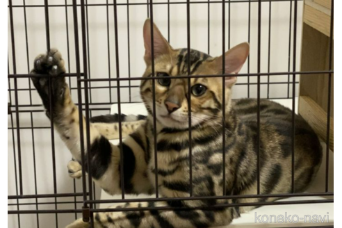 販売中のベンガルの親猫
